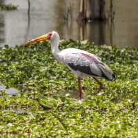 Yellow-billed Stork